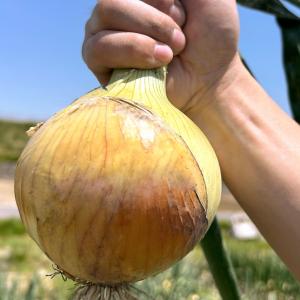 国華園 種 野菜たね タマネギ （中晩生）F1泉州の力 1袋（4ml） せんしゅうのちから 玉葱 玉ねぎ やさいの種