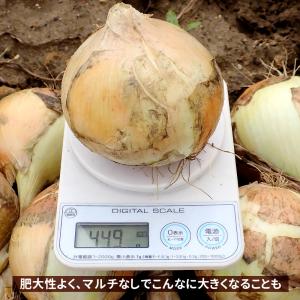 国華園 種 野菜たね タマネギ (中晩生)F1...の詳細画像3