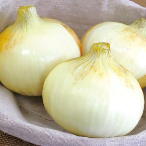 国華園 種 野菜たね タマネギ （極早生）F1スイートムーン 1袋（3ml） 玉葱 玉ねぎ やさいの種