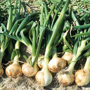 国華園 種 野菜たね タマネギ （超極早生）やわらか葉玉ねぎ 1袋（3ml） 玉葱 玉ねぎ やさいの種