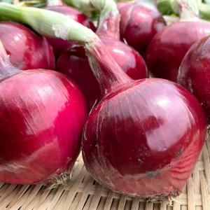 国華園 種 野菜たね タマネギ （中早生）F1泉州の茜 1袋（4ml） 玉葱 玉ねぎ やさいの種 爆買