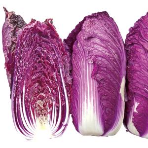 国華園 種 野菜たね ミニハクサイ F1こいむらさき白菜 1袋（コート種子 50粒） 白菜 やさいの種