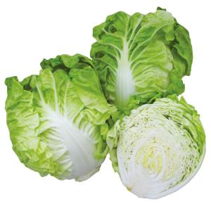 国華園 種 野菜たね ミニハクサイ F1まるごとサラダ 1袋（1ml） 白菜 やさいの種