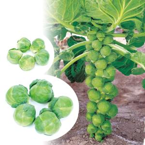 国華園 種 野菜たね 芽キャベツ F1大きな芽キャベツ 1袋（40粒） 甘藍 やさいの種