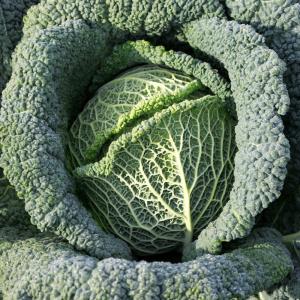 国華園 種 野菜たね キャベツ F1サボイキャベツ 1袋（50粒） 甘藍 やさいの種