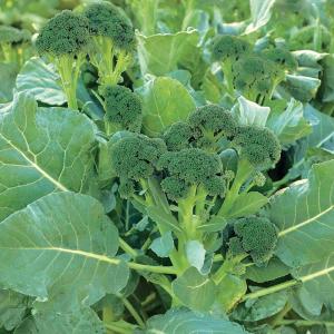 国華園 種 野菜たね ブロッコリー F1よくばり（R） 1袋（0.4ml） やさいの種