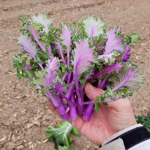 国華園 種 野菜たね 花野菜 F1紫小町 1袋（30粒） やさいの種