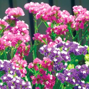国華園 種 花たね スターチス ビビッドミックス 1袋(100mg) / 花の種 通販 花種 はなたね リモニウム リモニューム