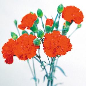 国華園 種 花たね ダイアンサス カーネーション エティセラント 1袋(200mg) / 花の種 通販 花種 はなたね ナデシコ 撫子 母の日