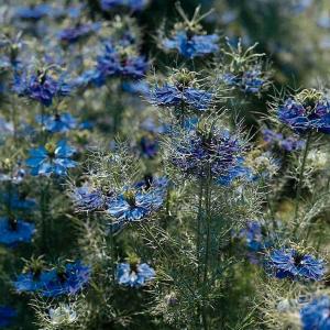 国華園 種 花たね ニゲラ ダークブルー 1袋(1000mg) / 花の種 通販 花種 はなたね クロタネソウ 黒種草 糸状葉 ユニークな実 縞模様