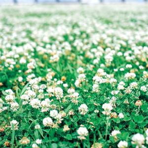 鉢植え花木 スモークツリー ラブリーローズ 7号鉢 1鉢 花つき 開花株
