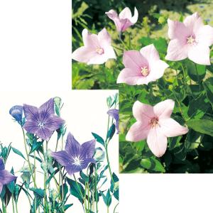 国華園 種 花たね キキョウミックス 1袋(60mg) / 花の種 通販 花種 はなたね 桔梗 秋の七草