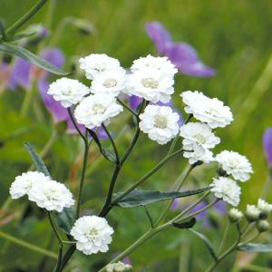 国華園 種 花たね アキレア パール 1袋(50mg) / 花の種 通販 花種 はなたね ノコギリソウ