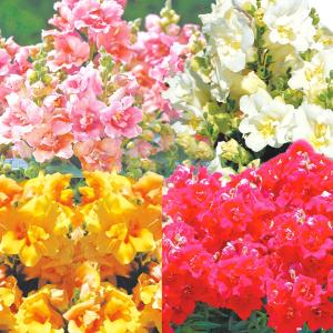 国華園 種 花たね 金魚草 トゥイニーミックス 1袋(40粒) / 花の種 通販 花種 はなたね キンギョソウ 矮性 花壇向き 八重咲き