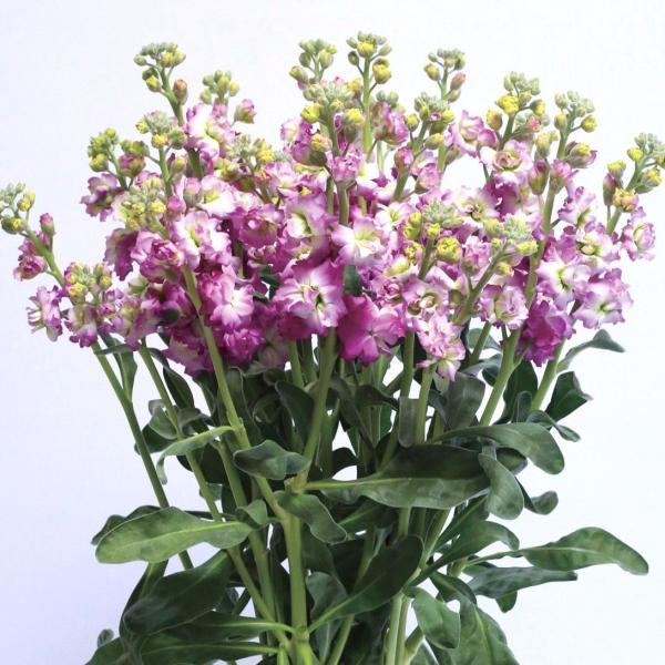 国華園 種 花たね スプレイストック シャンテパステルレッド 1袋(50粒) / 花の種 通販 花種...