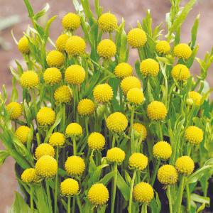 国華園 種 花たね セファロフォラ パイナップル 1袋(20粒) / 花の種 通販 花種 はなたね パインアップル アロマティカ フレグランス 芳香性