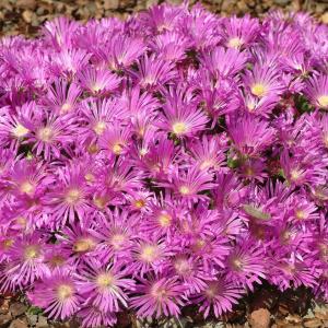 国華園 種 花たね 松葉ギク テーブルマウンテン 1袋(30粒) / 花の種 通販 花種 はなたね