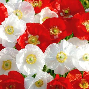 国華園 種 花たね ポピー 虞美人草 紅白 1袋(60mg)