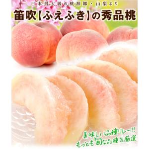 国華園 もも 1.5kg 笛吹の桃【特大】山梨...の詳細画像2