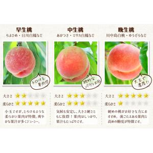 国華園 もも 1.5kg 笛吹の桃【特大】山梨...の詳細画像4