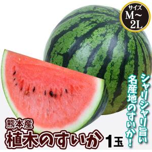 数量限定セール中 スイカ 1玉 植木のすいか 熊本産 M-2L 名産地植木の
