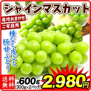 ぶどう シャインマスカット 600ｇ 産地おまかせ 送料無料 ご家庭用 約300g×2パック たねなし 皮ごと 大粒 葡萄 ブドウ フルーツ 食品
