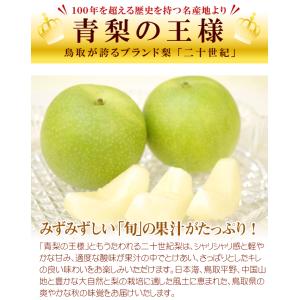梨 鳥取産 二十世紀梨 10kg なし 青梨 ...の詳細画像2