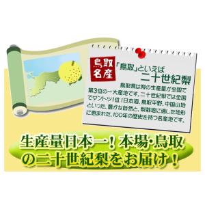 梨 鳥取産 二十世紀梨 10kg なし 青梨 ...の詳細画像3