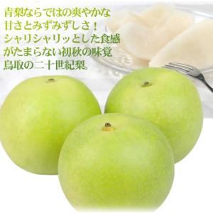 梨 鳥取産 二十世紀梨 10kg なし 青梨 ...の詳細画像4