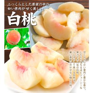 もも 2kg 紀州白鳳・白桃 和歌山産 白鳳 ...の詳細画像3