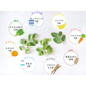 国華園 モリンガパウダー 100g×2袋 イン...の詳細画像4