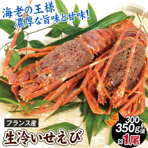 えび 生冷イセエビ 1尾 フランス産 伊勢海老 加熱用 約300g ミナミイセエビ 伊勢えび 海老 食品 冷凍便 送料無料｜kokkaen