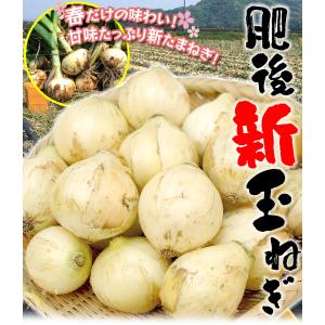 たまねぎ 10kg 肥後の新たまねぎ 熊本産 ...の詳細画像1