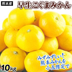 みかん 10kg 極早生 こぐまみかん 熊本産 小玉 温州みかん 送料無料