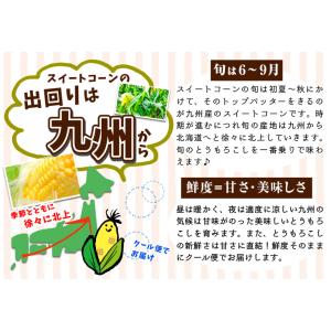 国華園 とうもろこし 約4kg スイートコーン...の詳細画像2