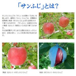 国華園 りんご 5kg 青森産 バカうまりんご...の詳細画像5