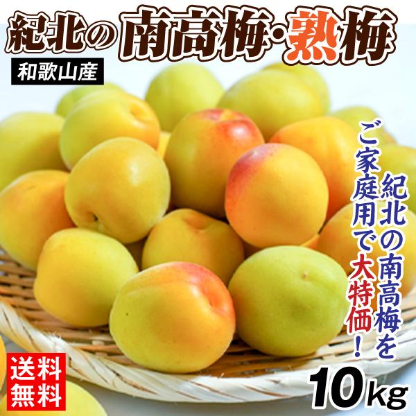 梅 10kg 紀北の南高梅 熟梅 和歌山産 ご家庭用 うめ 常温便 送料無料 食品