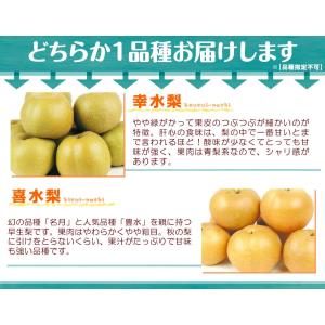 梨 6玉 和歌山の早生梨 幸水か喜水梨 いち早...の詳細画像3