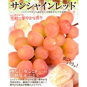 国華園 ぶどう 800g サンシャインレッド ...の詳細画像1