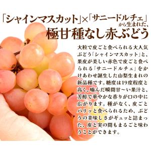 国華園 ぶどう 800g サンシャインレッド ...の詳細画像2