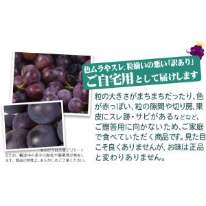ぶどう 約1.2kg (約300g×4パック)...の詳細画像4