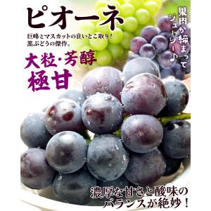 ぶどう 約1.2kg (約300g×4パック)...の詳細画像1