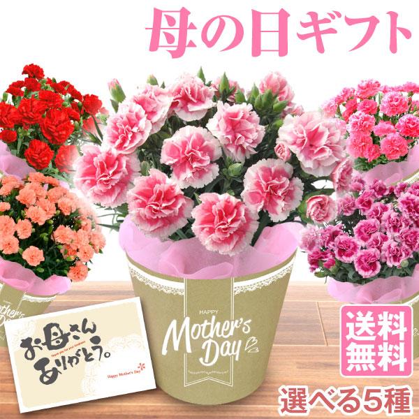 母の日 ギフト 2026 プレゼント 花 カーネーション 選べる5色 鉢植え 花鉢 母の日ギフト 5...