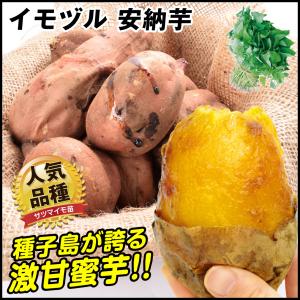 安納芋苗 10本 サツマイモ切苗 【芋ズル】【安納芋苗】 : 吉谷 安納芋苗 10本 サツマイモ切苗 【芋ズル】【安納芋苗】 : 吉谷
