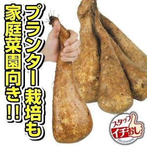 山いも種芋 短形じねんじょ 5個 / 山芋 やま...の商品画像