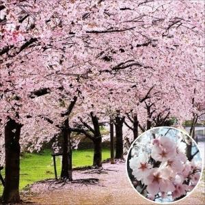 桜 苗 苗木 染井吉野 1株 / ソメイヨシノ さくら サクラ 桜の苗木 桜の木 庭木 植木 花木苗