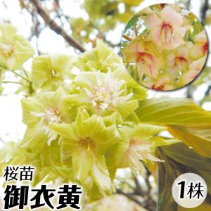 桜 苗 苗木 御衣黄 1株 / さくら サクラ 桜の苗木 桜の木 庭木 植木 花木苗