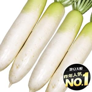 ダイコン 種 野菜たね F1強健春太大根 1袋（5ml） 大根 やさいたね 国華園 こっかえん｜kokkaen