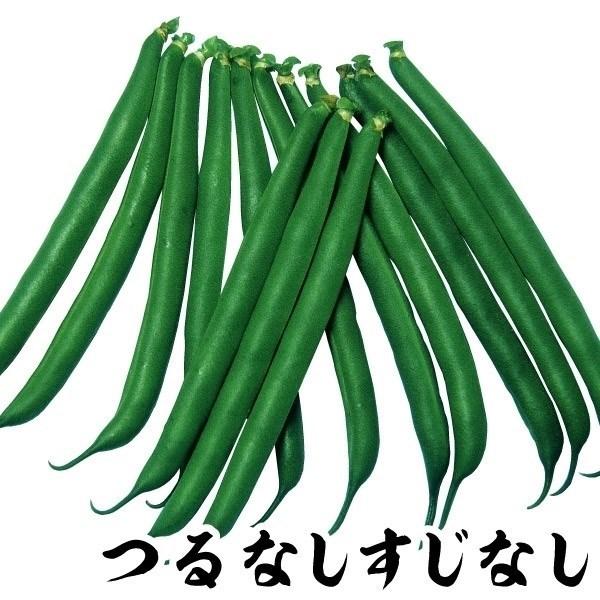 インゲン 種 野菜たね つるなしすじなし菜豆 1袋（30ml） マメ 豆 菜豆 やさいたね 国華園 ...