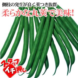 種 野菜たね インゲン つるなしすじなし菜豆 ...の詳細画像1